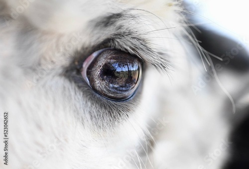 Canvas Print Close up alpaca eye