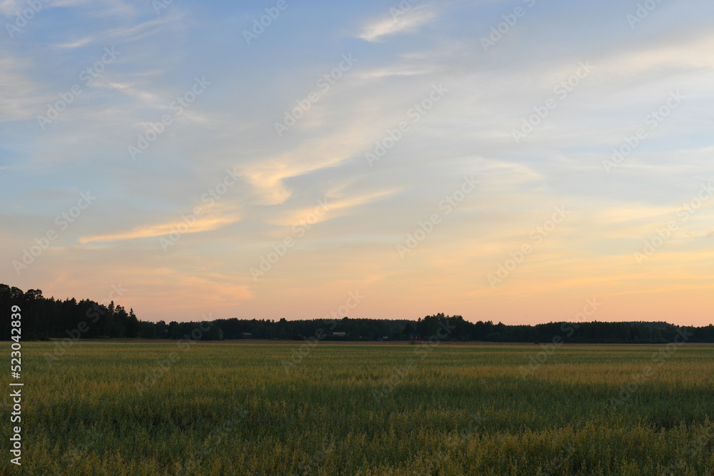 Oat field and evening sky in the countryside in August