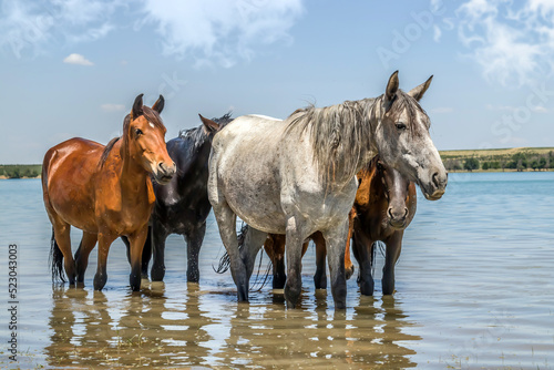 Horses stand in the river  hiding from the heat