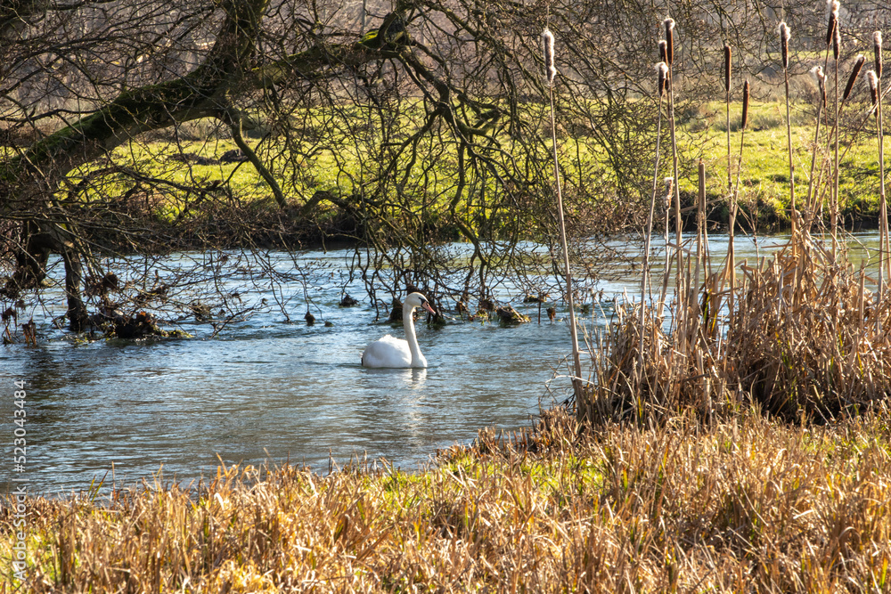 Fototapeta premium Swan