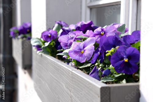 Flower garden with blue pansies on the window of the house. Ecological gardening of city facades. © Svitlana