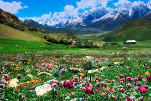 Valley of Flowers - Lashkarghaz-Boroghil Valley (National Park), Pakistan. 