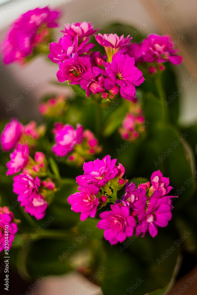 a pink blossoming flowers of Kalanchoe blossfeldiana a pink blossoming flowers of Kalanchoe blossfeldiana