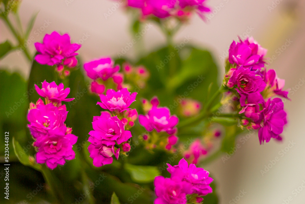 a pink blossoming flowers of Kalanchoe blossfeldiana a pink blossoming flowers of Kalanchoe blossfeldiana