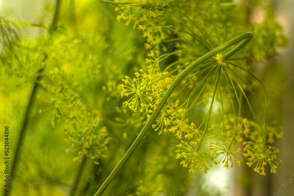 a fresh dill (Anethum graveolens)