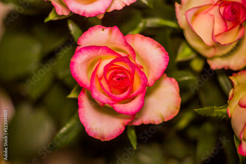 a blossoming pink roses flower