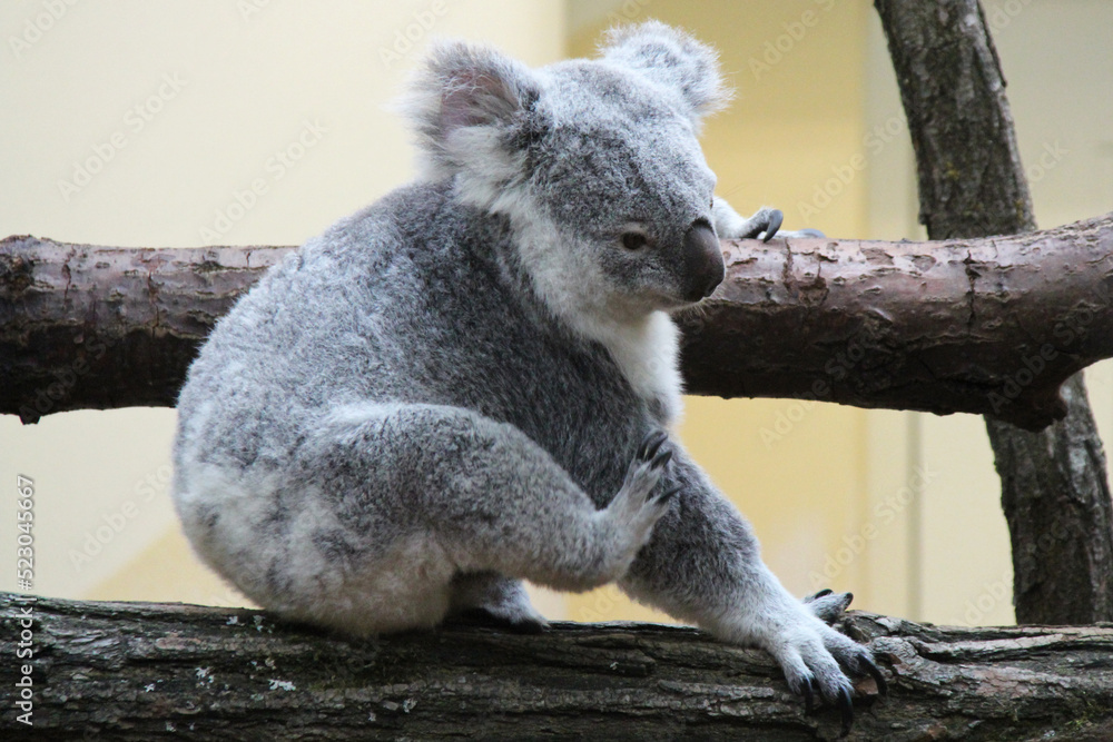 Obraz premium koala in a zoo in vienna (austria)