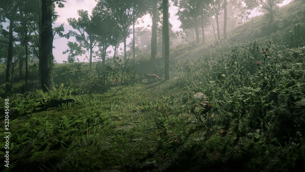 Fototapeta premium morning in the woods