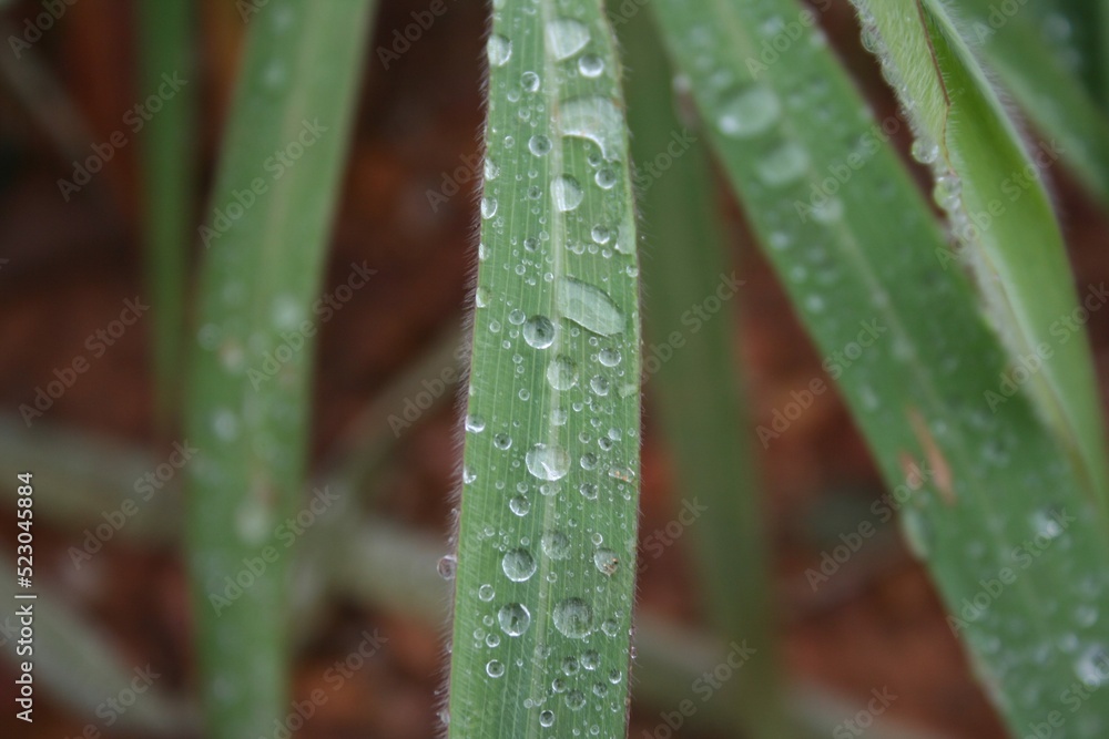 dew on the grass dew on the grass