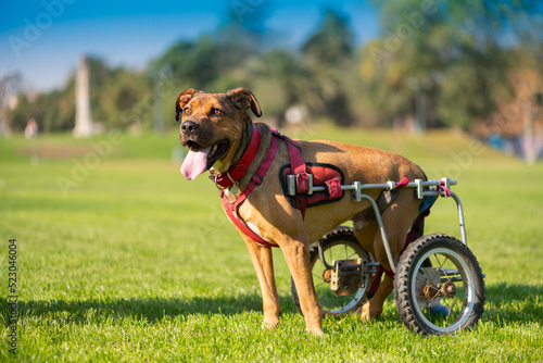 Handicapped dog in wheelchair at a park photo