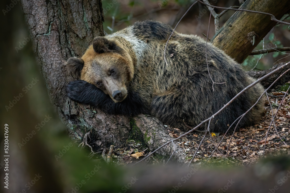 Fototapeta premium Vulnerable brown bear, ursus arctos, lying near the tree in autumn. Curled big predator resting in forest in fall. Wild mammal sleeping in woodland nature.