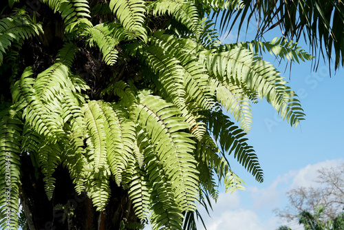 Fototapeta Naklejka Na Ścianę i Meble -  fern parasite growing on palm tree trunk