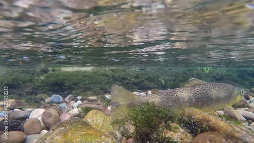 Brown Trout female cleaning redd in a Montana trout stream at spawning season photo