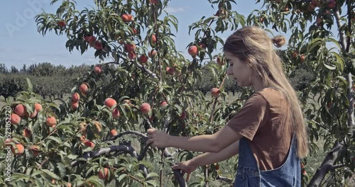 Girl shakes peach tree with fresh peaches swaying branches dressed in blue on a hot summer day