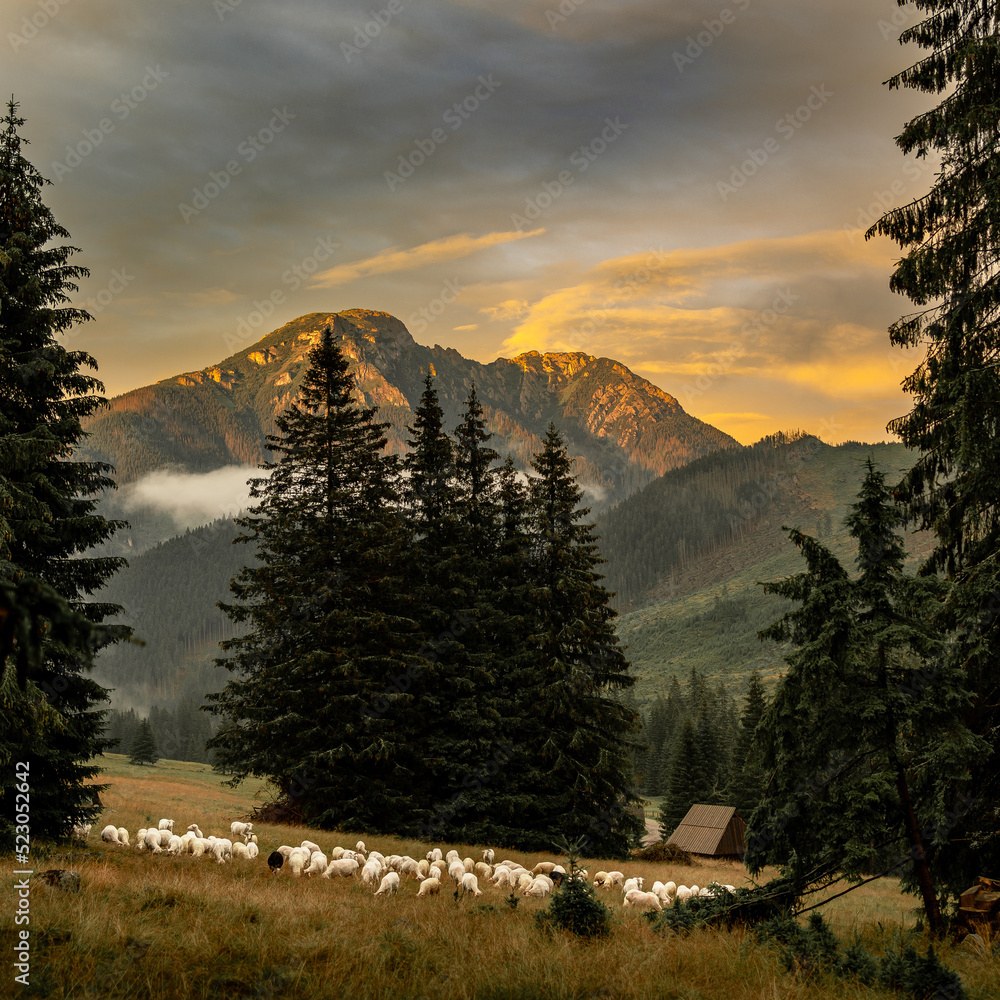 Foto Tatra - sheep returning after sunset