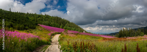 Kiprzyca willow (Ivan Czaj) is blooming in the mountains - wonderful colors break the gray of the rocks and the sky © Michał Hawliczek