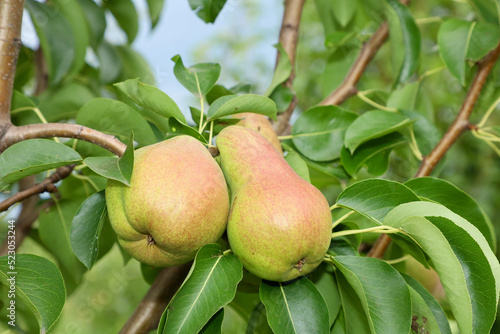 Ripe pears on the tree. A bunch of juicy big pears hangs on a tree. A bunch of huge tasty pears grows on a pear tree
