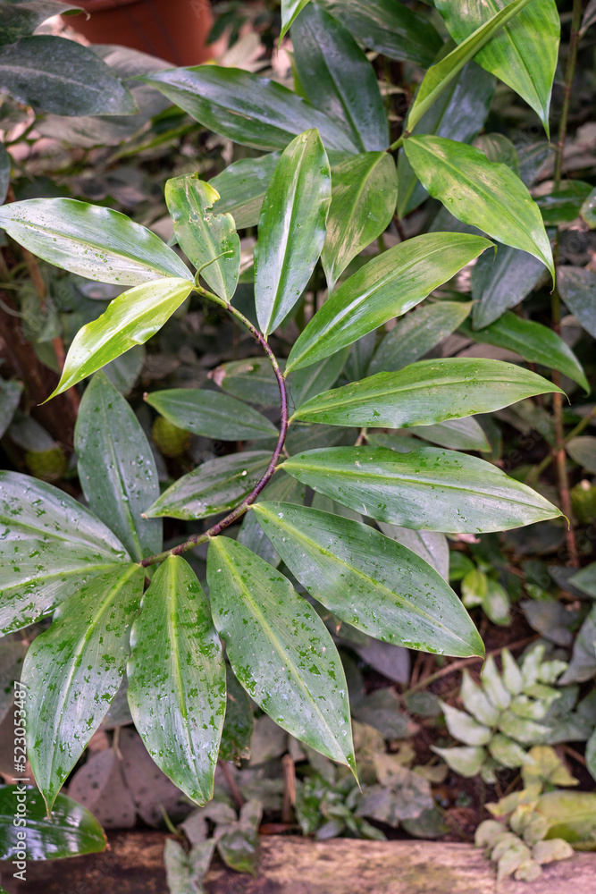 Spiral growing fresh green leaf of Costus. Spiral growing fresh green leaf of Costus.