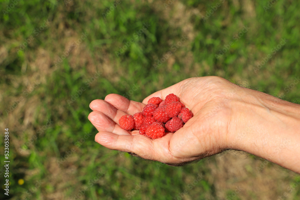 Freshly picked forest raspberries in a hand Freshly picked forest raspberries in a hand