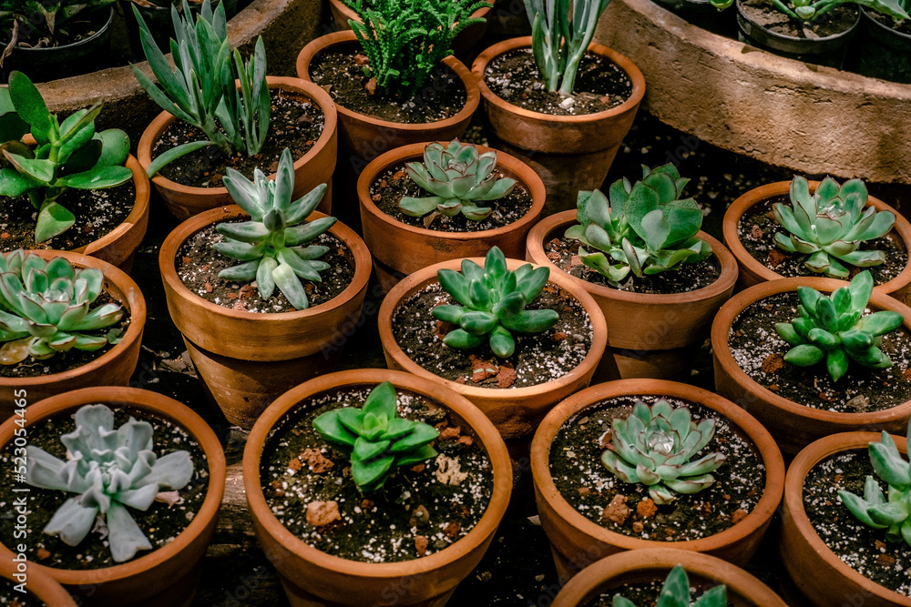 Close up mix of succulent plants in ceramic terracotta pots inside a greenhouse. Close up mix of succulent plants in ceramic terracotta pots inside a greenhouse.