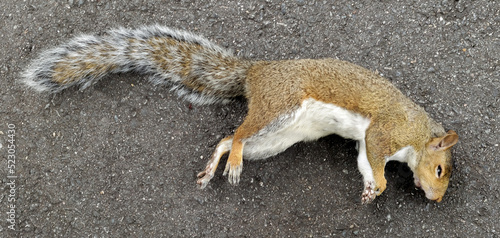 dead squirrel on residential city street photo