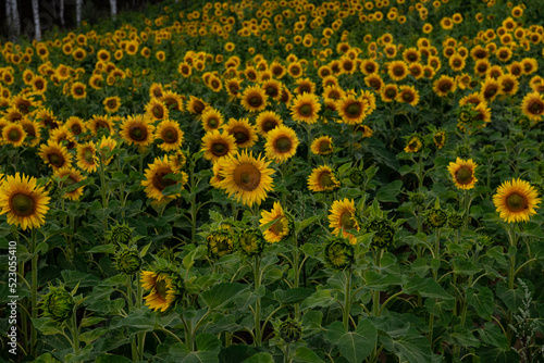 A field of sunflowers. Vibrant blooming yellow sunflower during sunny day. Landscape view. 
