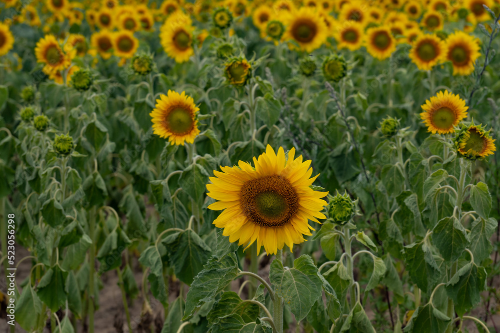 A field of sunflowers. Vibrant blooming yellow sunflower during sunny day. Landscape view. A field of sunflowers. Vibrant blooming yellow sunflower during sunny day. Landscape view.