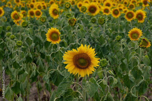 A field of sunflowers. Vibrant blooming yellow sunflower during sunny day. Landscape view. 