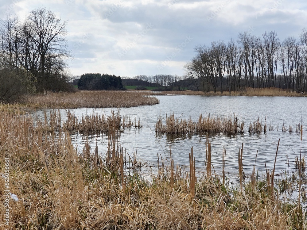 A pond with banks overgrown with reeds and willows. Early spring.