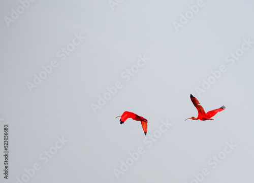 scarlett ibis in the sky photo
