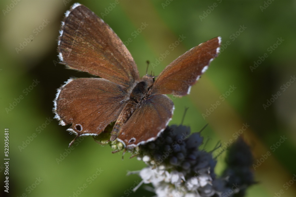 Mariposa del geranio (Cacyreus marshalli) con fondo difuminado (macro) Mariposa del geranio (Cacyreus marshalli) con fondo difuminado (macro)