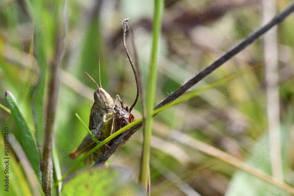 close up of a grasshopper, Kilkenny, Ireland
close up of a grasshopper, Kilkenny, Ireland