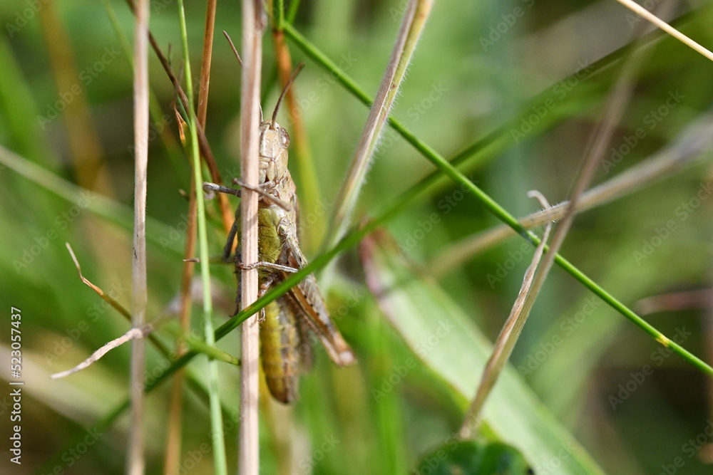 close up of a grasshopper, Kilkenny, Ireland
close up of a grasshopper, Kilkenny, Ireland