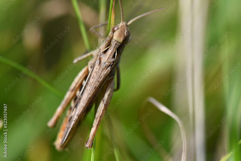 close up of a grasshopper, Kilkenny, Ireland
close up of a grasshopper, Kilkenny, Ireland