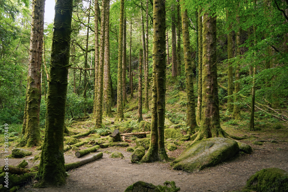 Obraz premium green forest