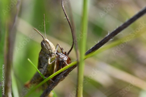 close up of a grasshopper, Kilkenny, Ireland 
