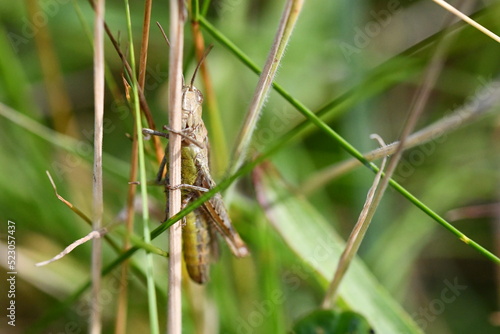 close up of a grasshopper, Kilkenny, Ireland 