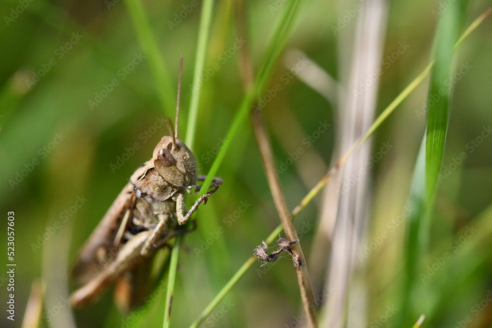 close up of a grasshopper, Kilkenny, Ireland
close up of a grasshopper, Kilkenny, Ireland