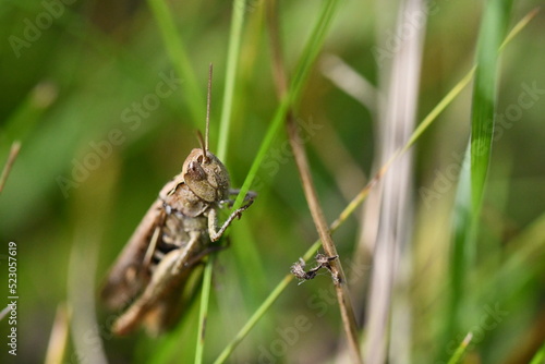 close up of a grasshopper, Kilkenny, Ireland  © Audrius