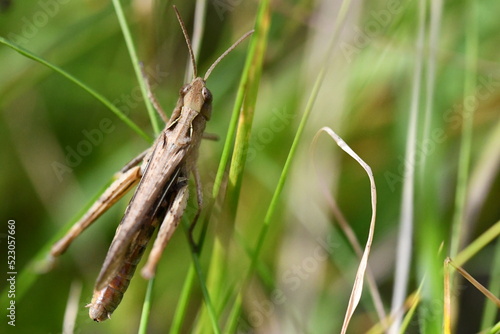 close up of a grasshopper, Kilkenny, Ireland 