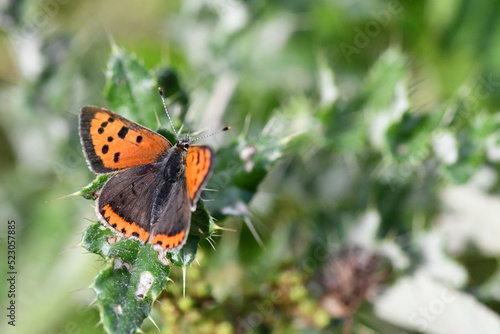 Small Copper  Lycaena phlaeas  butterfly  Kilkenny  Ireland