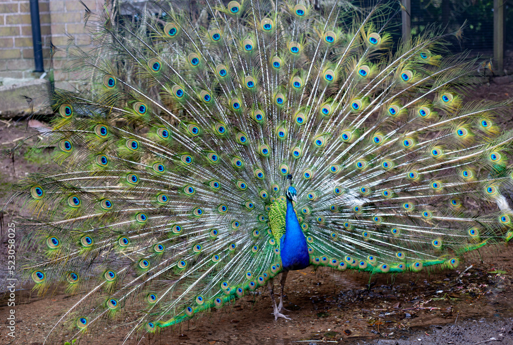 Obraz premium Peacock