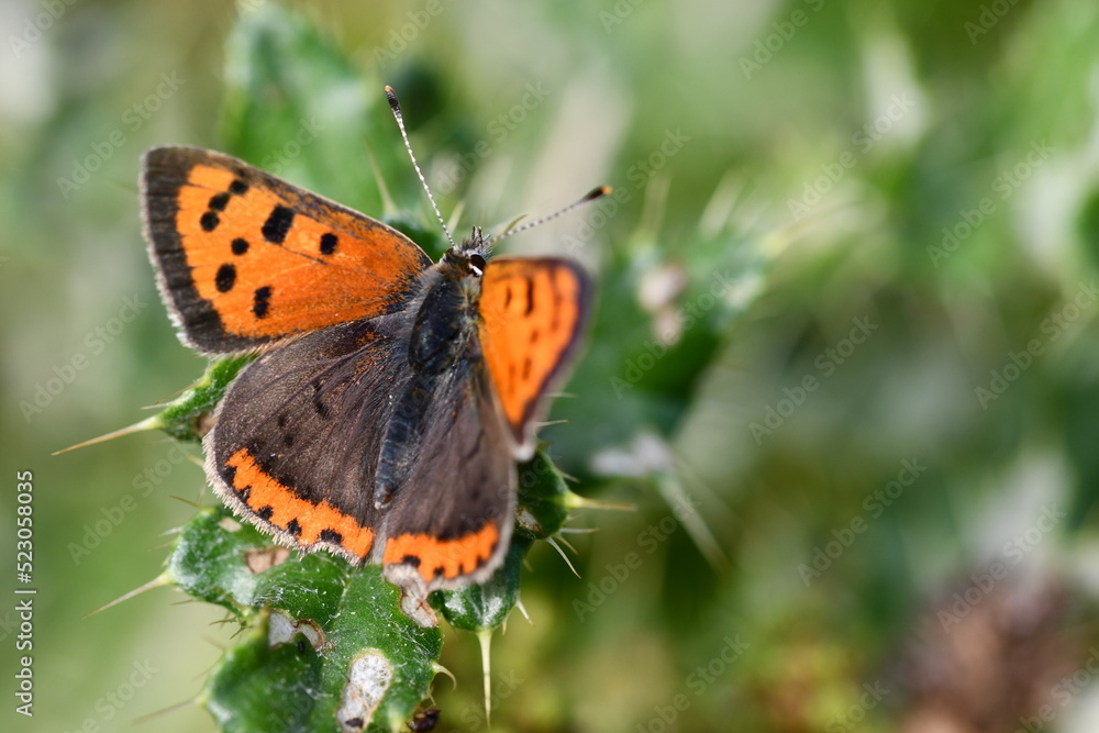 Small Copper (Lycaena phlaeas) butterfly, Kilkenny, Ireland Small Copper (Lycaena phlaeas) butterfly, Kilkenny, Ireland