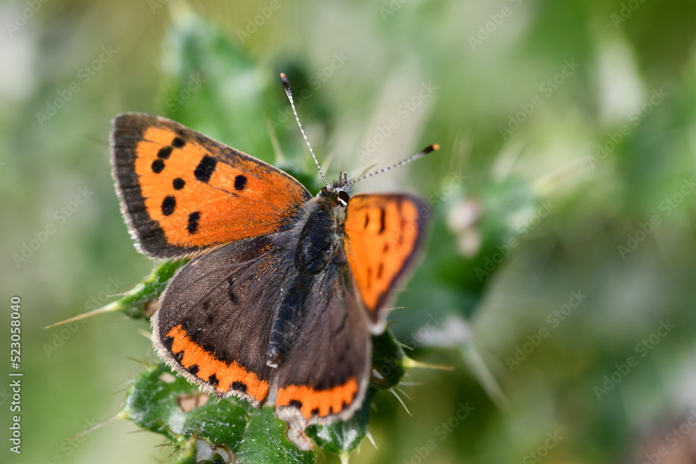 Small Copper (Lycaena phlaeas) butterfly, Kilkenny, Ireland Small Copper (Lycaena phlaeas) butterfly, Kilkenny, Ireland
