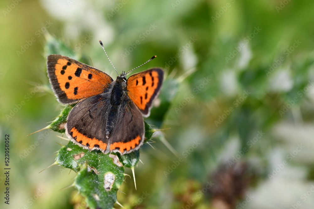 Small Copper (Lycaena phlaeas) butterfly, Kilkenny, Ireland Small Copper (Lycaena phlaeas) butterfly, Kilkenny, Ireland
