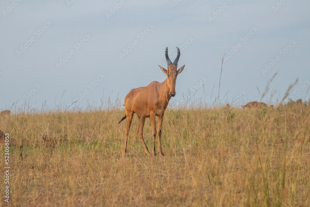 Fototapeta premium antelope at Murchison falls national park in Uganda
