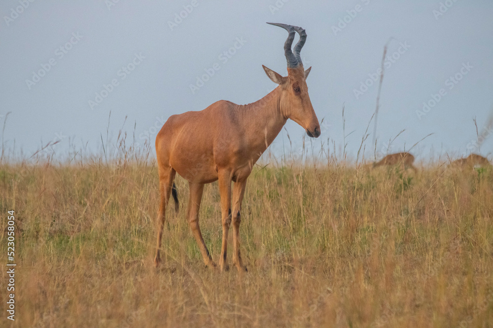 antelope at Murchison falls national park in Uganda antelope at Murchison falls national park in Uganda