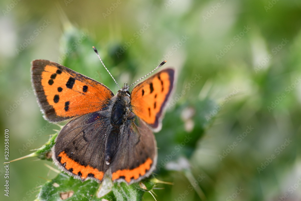 Small Copper (Lycaena phlaeas) butterfly, Kilkenny, Ireland Small Copper (Lycaena phlaeas) butterfly, Kilkenny, Ireland