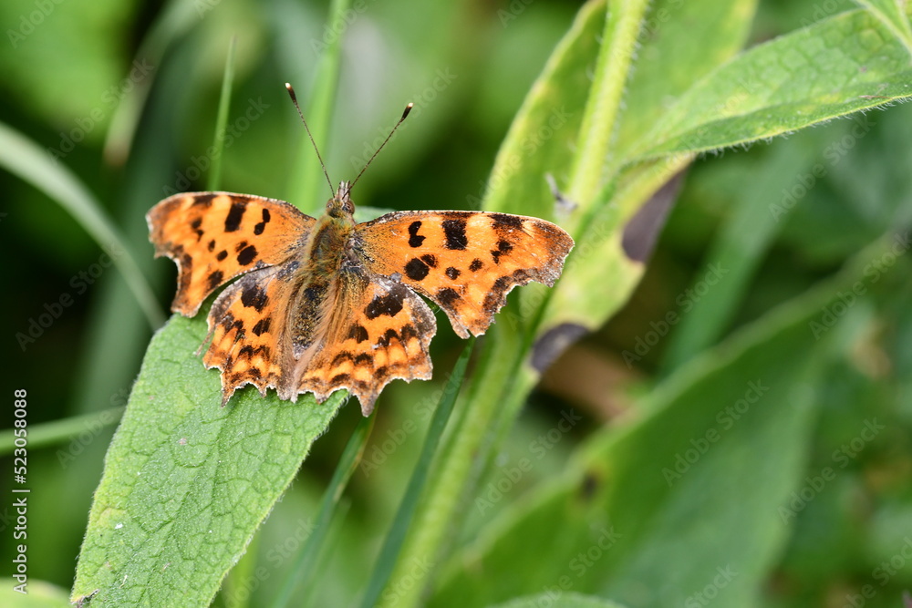 Comma (Polygonia c-album) butterfly, Kilkenny, Ireland Comma (Polygonia c-album) butterfly, Kilkenny, Ireland