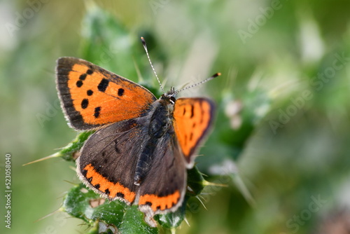 Small Copper (Lycaena phlaeas) butterfly, Kilkenny, Ireland